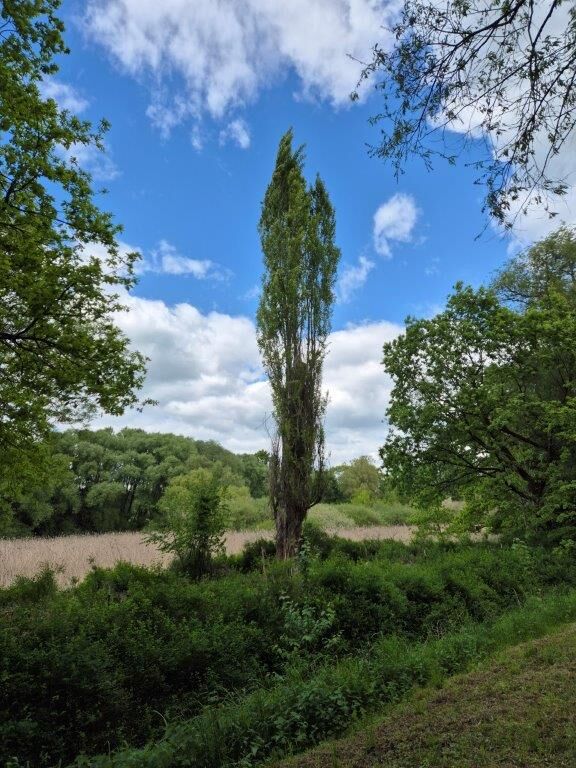 Pappel an der Hellwiese, Mai 2025 Pappel an der Hellwiese, Mai 2025